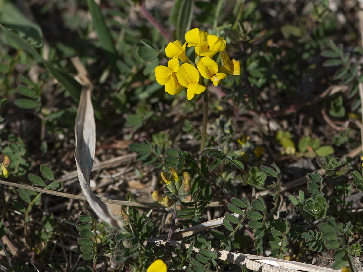 Hippocrepis comosa